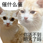 打工人精神状态表情包～（搬运）