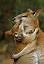 Kangaroo | A Mother's Love