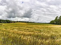 收割前一大片成熟的谷物。