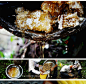 素直土蜂蜜 纯天然农家自产土蜂蜜深山野生百花蜜 2件包邮-淘宝网