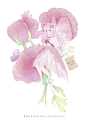 洋牡丹 Ranunculus asiaticus | zealping - 原创作品 - 涂鸦王国插画