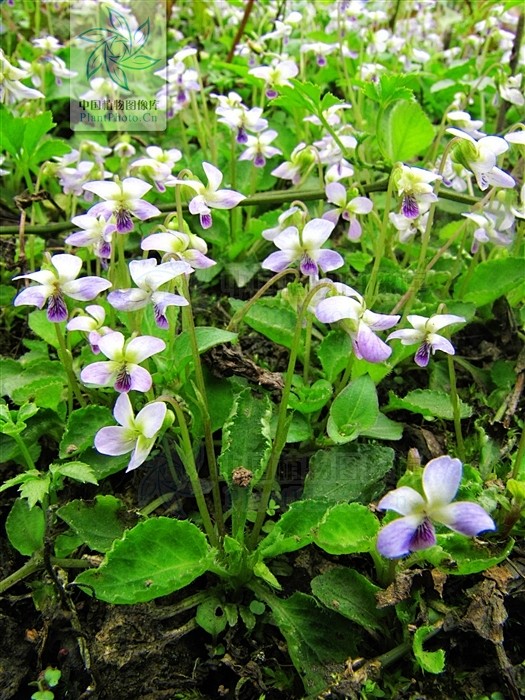 violadiffusa七星莲堇菜科堇菜属