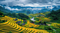 风光乡村自然唯美稻田田园梯田景色风景