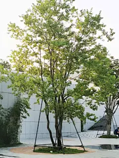 丛生朴树孤植图片_乔木意向图片素材-花瓣网