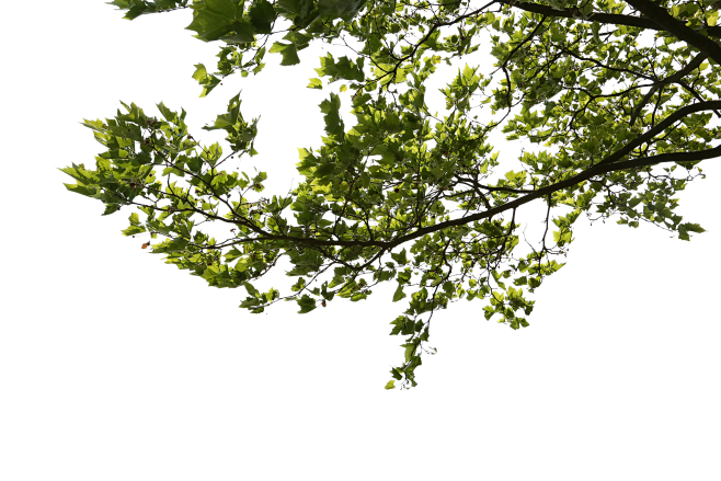 Tani-tree-挂角1