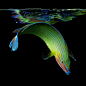 Exotic Sea Life，by Mark Laita_动物 _T2018921 #率叶插件，让花瓣网更好用#
