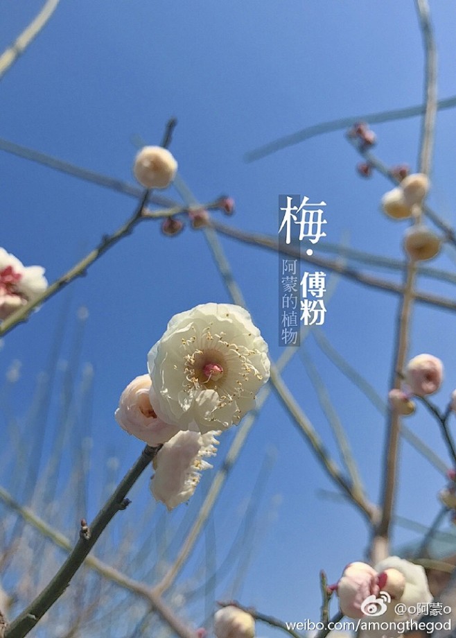 【梅花九宫格】【第八辑】【台阁,单朱砂】.