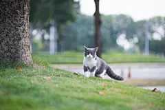 点击来源直接获取大图文件 |British short-haired cat playing on grass