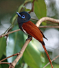 creatures-alive:

African Paradise-Flycatcher, Sakania, DRC by Nigel Voaden on Flickr.
