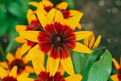 景区在大红花中开花。惊人的红黄花特写与复制空间。五彩缤纷的松果花花瓣在绿色的背景上。美丽鲜艳的盛开花