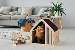 点击来源直接获取大图文件 |Cute cat is in pet booth that indoors in the modern domestic room