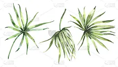 水彩热带棕榈叶收集。手绘水彩奇异的叶子孤立在白色的背景。花卉插图设计，印刷，婚礼邀请或背景