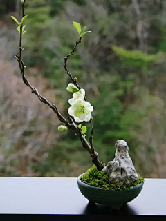 Hi~襼采集到花花草草