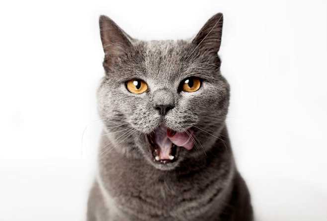 British shorthair by...