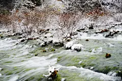 #阿坝身边事# 【来自初冬的问候丨阿坝州好多地方下雪了！实景图美到爆！】
不知不觉就到小雪节气了，
还没来得及去好好赏一次秋，
秋雪就这样带着冬韵倏然降临。
深秋的浓烈，初雪的圣洁，
何其曼妙的交汇，美得连发肤都在跃动
~#阿坝旅游# ​