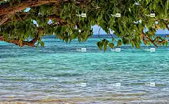 自然 免费壁纸 水 夏天 树 绿色 叶 背景 Mac壁纸