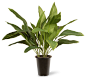 30" Garden Accents Aspidistra Plant - Traditional - Artificial Plants And Trees - by National Tree Company : This potted plant is part of the Garden Accents line of home decorating ideas. The aspidistra features large green leaves that are seated in 