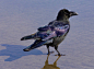 (1) Twitter