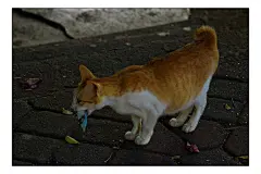 一半是火焰，一半是海水 —马来西亚攻略游记（仙本那Singamata OW考证、马六甲、吉隆坡）