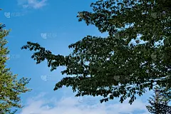 蓝色天空背景上的树枝。