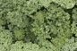 aerial ground terrain forest tree trees