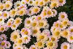 菊花,壁纸,美,水平画幅,夏天,特写,明亮,花束,白色,植物