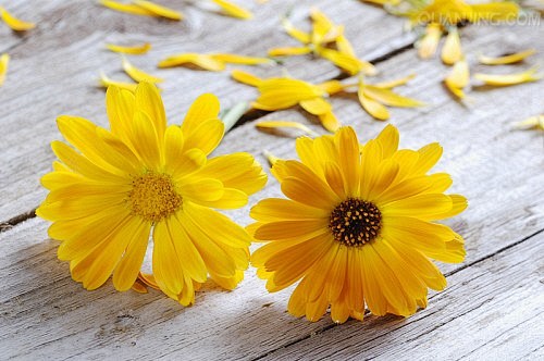 植物；金盏花；金盏花田；金盏花花；蜡菊，...