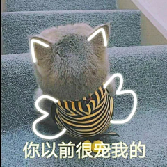 冰糖啊！采集到猫咪呀