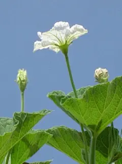 葫芦 雄花
