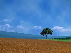 唯美大自然踏青壁纸高清桌面壁纸1