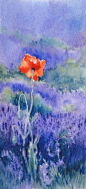 罂粟在薰衣草， 水彩画
Poppy in the Lavender - watercolour  