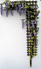 wisteria trellis