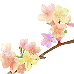 花朵植物  - 源文件下载【酷图网】芙蓉花,芙蓉,插画花朵,花朵,花朵元素,花朵素材,花朵装饰,鲜花,黄花,黄花元素,黄花素材,黄花装饰