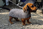 Chainmail wearing dachshund