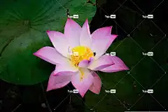 花 粉色的 绿色 花园 美丽的花朵 自然 黄色 花卉背景 花壁纸