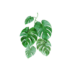 林逍遥hhh采集到PNG(花草)