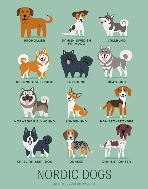 DOGS OF THE WORLD世界的狗系列插画设计//L 文艺圈 展示 设计时代网-Powered by thinkdo3-花瓣网