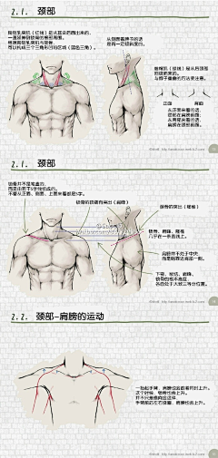 五饼大仙采集到躯干的表现