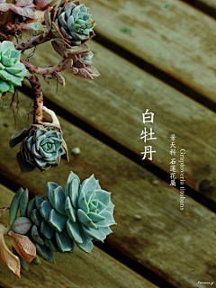 若惜惜采集到Rare•古风