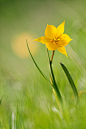 tulipa by melchiorre pizzitola on 500px