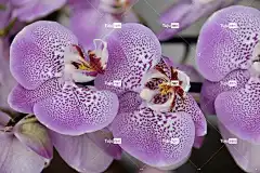 花 兰花 紫花 紫色的兰花 大自然提供 植物区系 自然 花壁纸