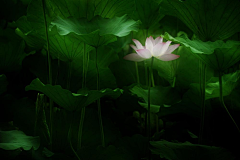 YINSINING采集到那些花儿