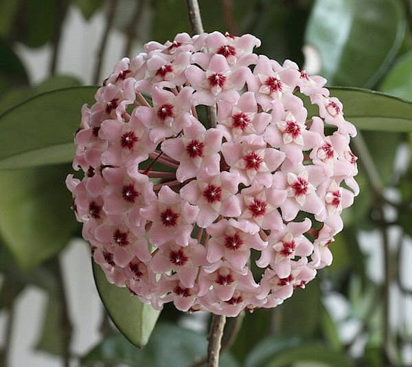 球兰（学名：Hoya carnosa（L.f.）R. Br），又名：马骝解、狗舌藤、铁脚板等，马利筋亚科球兰属多年生植物[1]。攀援灌木，附 ...