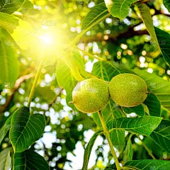一颗核桃的果实挂在树枝上，沐浴在夏日黄色温暖的阳光下