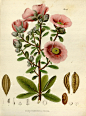 Antique botanical illustration - Nova genera et species plantarum.