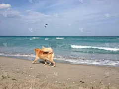 沙子,金毛寻回犬,水,水平画幅,夏天,户外,海滩,狗,乐趣,金色