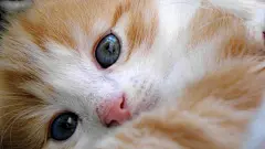 高清动物_猫_萌宠_宠物_温顺猫咪_可爱猫咪_桌面壁纸_爱壁纸HD