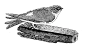 英国版画家Thomas Bewick的一组鸟儿版画