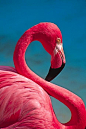 ~~ Flamingo ~~