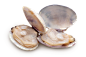 Clams-PNG-Clipart